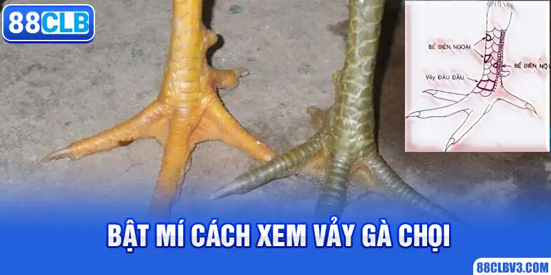 Cách Xem Vảy Gà Chọi Chuẩn Nhất Từ Chuyên Gia Nhà 88CLB Bật mí cách xem vảy gà chọi
